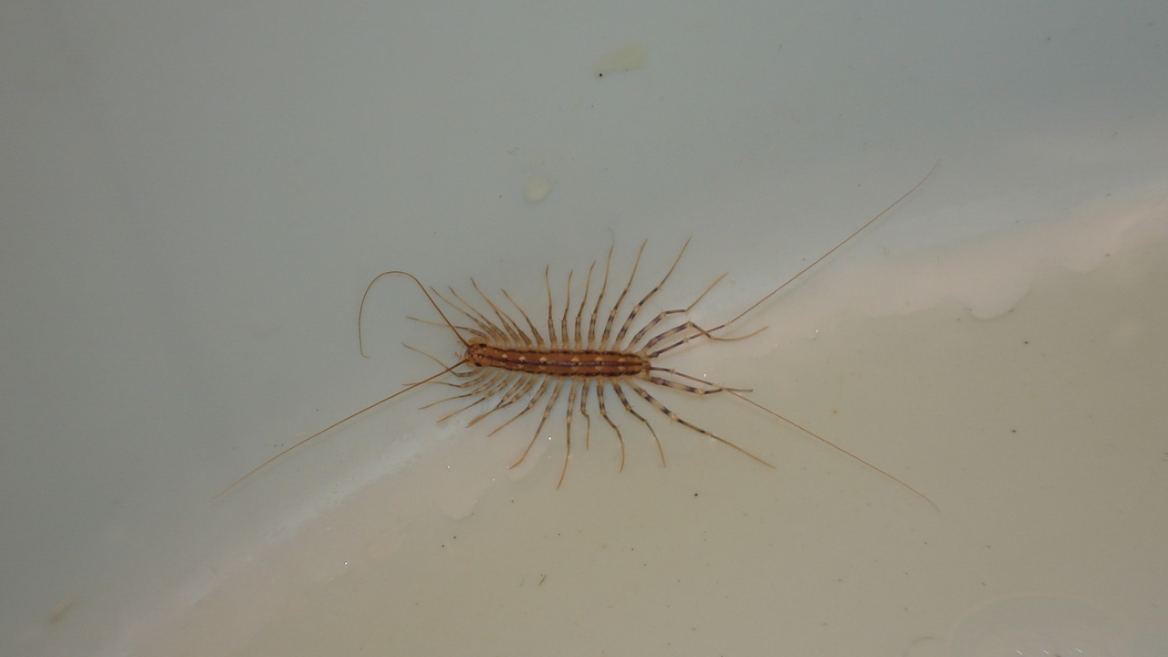 House centipede moving across a bathroom tile inside a home