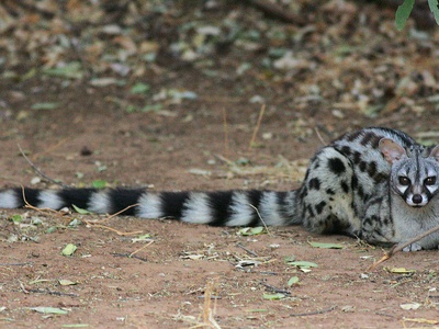 Common genet