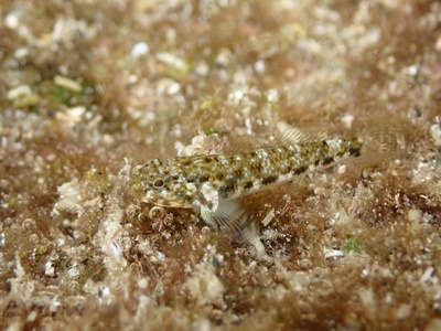 Common goby