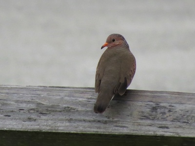 Common ground dove