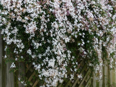 Common Jasmine