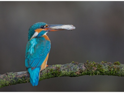 Common Kingfisher
