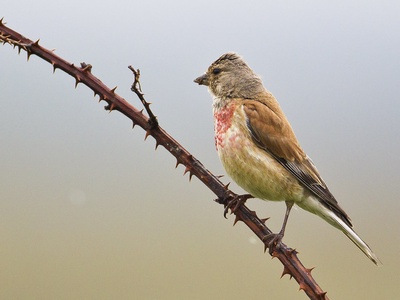 Common Linnet