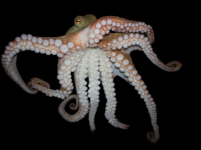 Common octopus