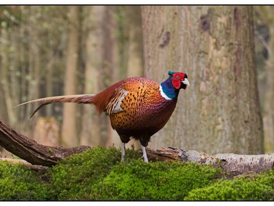 Common Pheasant
