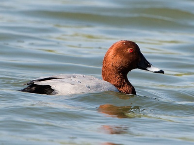 Common Pochard