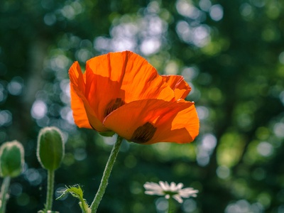 Common poppy