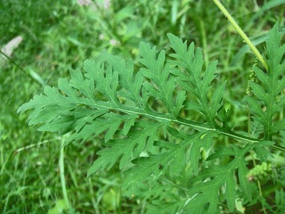 Common ragweed