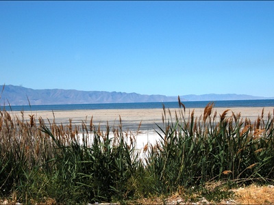 Common reed (invasive genotype)