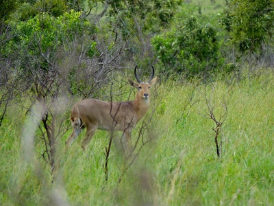 Common reedbuck