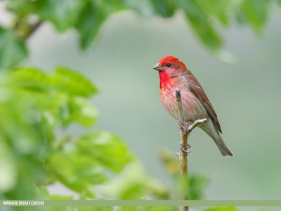 Common Rosefinch