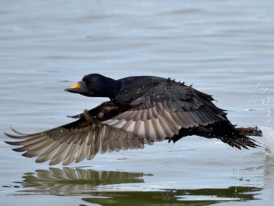 Common Scoter