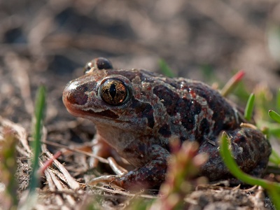 Common spadefoot