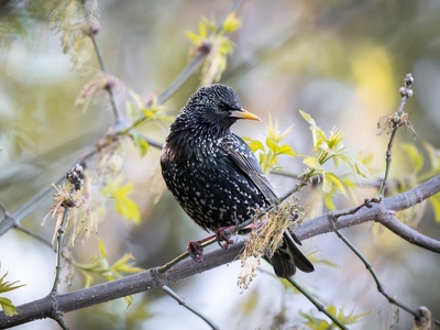 Common Starling