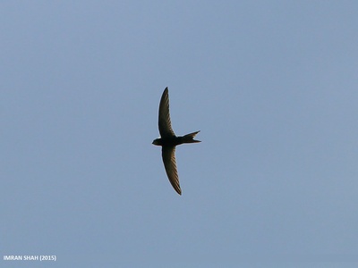 Common Swift