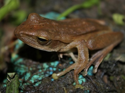 Common Tree Frog
