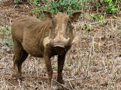 Common warthog