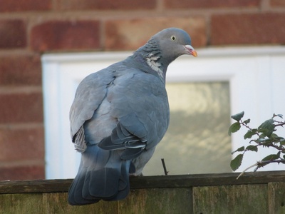 Common Wood Pigeon