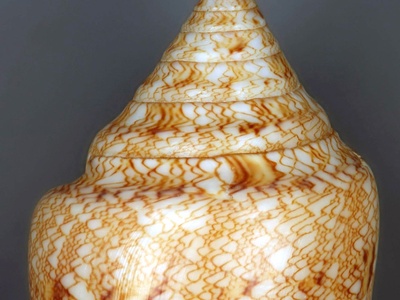 Cone snail