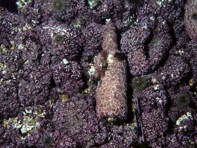 Coralline rhodolith