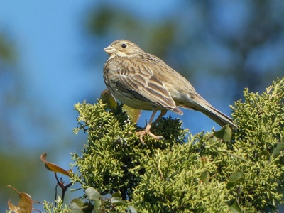Corn Bunting
