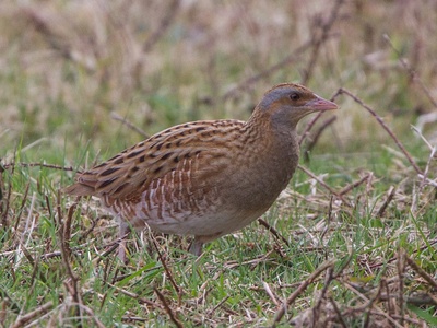 Corn Crake
