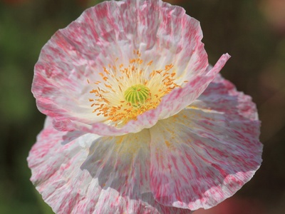 Corn poppy