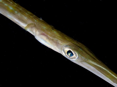 Cornetfish