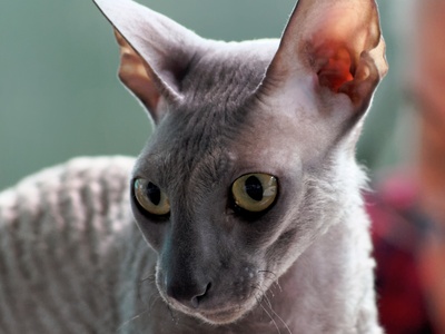 Cornish Rex