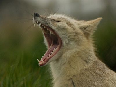 Corsac fox