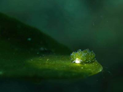 Costasiella kuroshimae