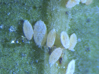Cotton mealybug