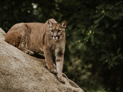 Cougar