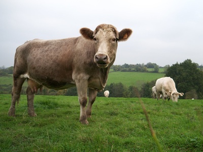 Cow