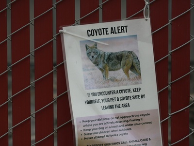 Coyote (urban) [note: urban coyote included above]