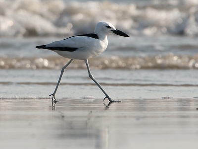 Crab-plover