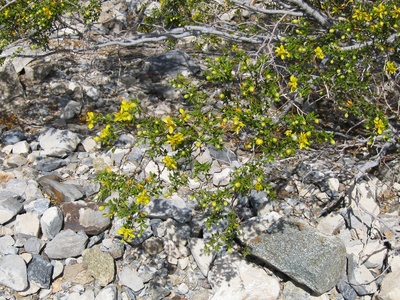 Creosote bush