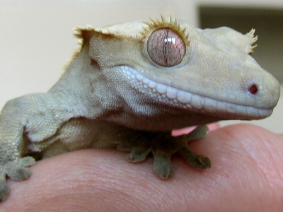 Crested gecko