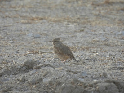 Crested lark