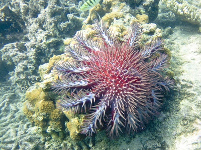 Crown-of-thorns starfish