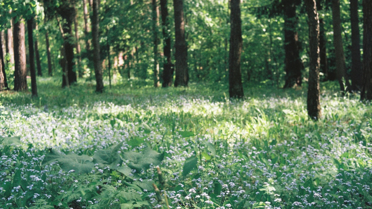 Lady's slipper orchid in a Belarusian woodland clearing