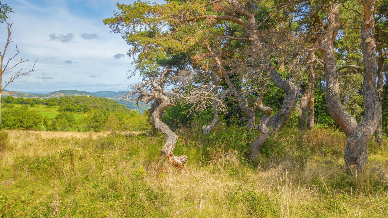 Coastal community using mangroves for protection and livelihood