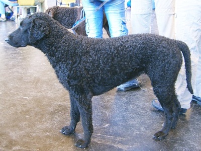 Curly-Coated Retriever
