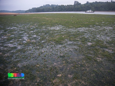 Cymodocea seagrass