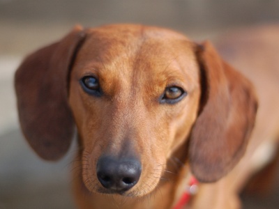 Dachshund (Smooth)
