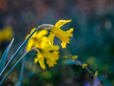Daffodil