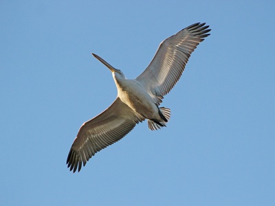 Dalmatian pelican