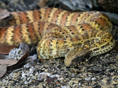 Death adder