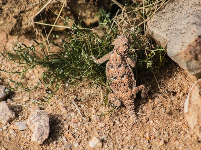 Desert horned lizard