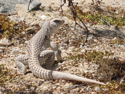 Desert iguana
